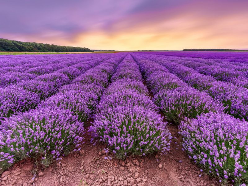 lavender-field-beautiful-lavender-blooming-scented-flowers-with-dramatic-sky