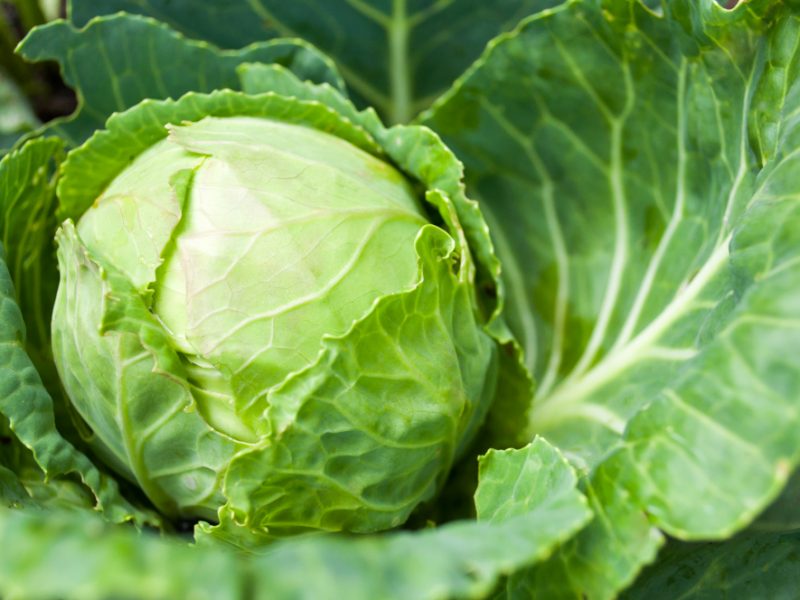 cabbage-head-growing-vegetable-bed