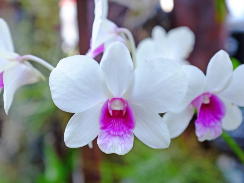 beautiful-white-purple-orchids-flower-garden