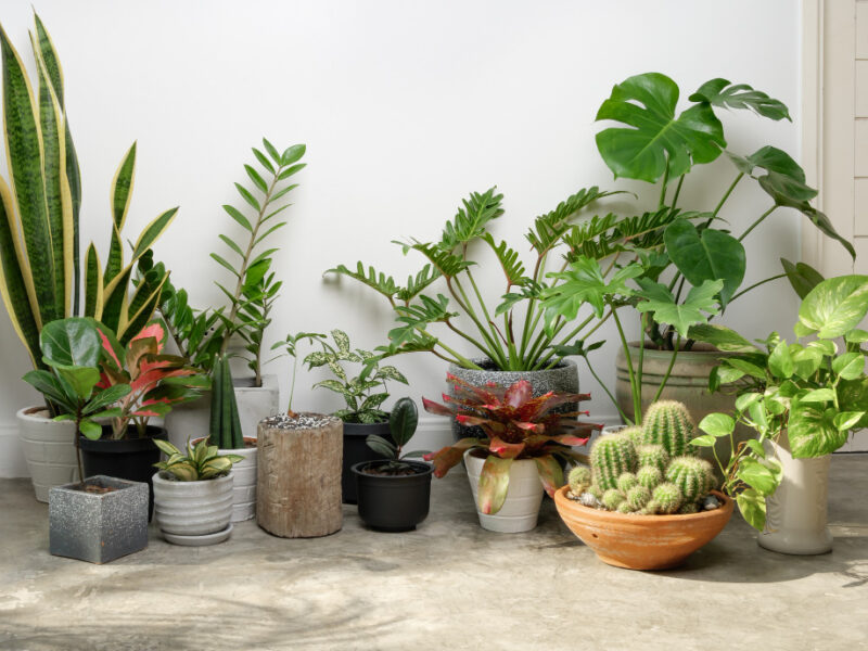 house-plants-modern-stylish-container-cement-floor-white-roomair-purify-with-monsteraphilodendron-selloum-cactusaroid-palmzamioculcas-zamifoliaficus-lyrataspotted-betelsnake-plant
