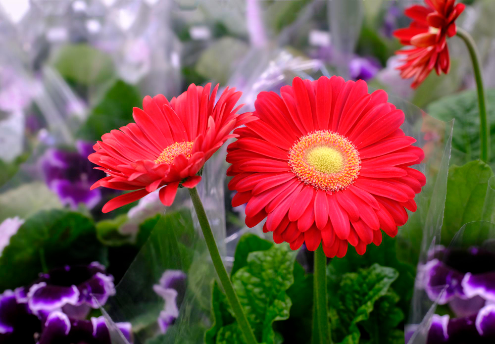 red-gerbera-flowers-bloom-close-up-floral-market