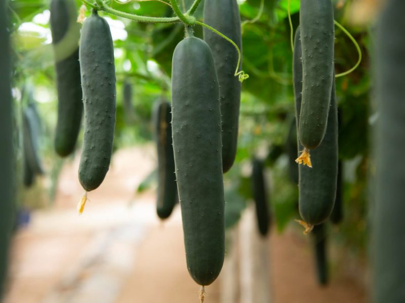 Closeup Green Cucumbers Field