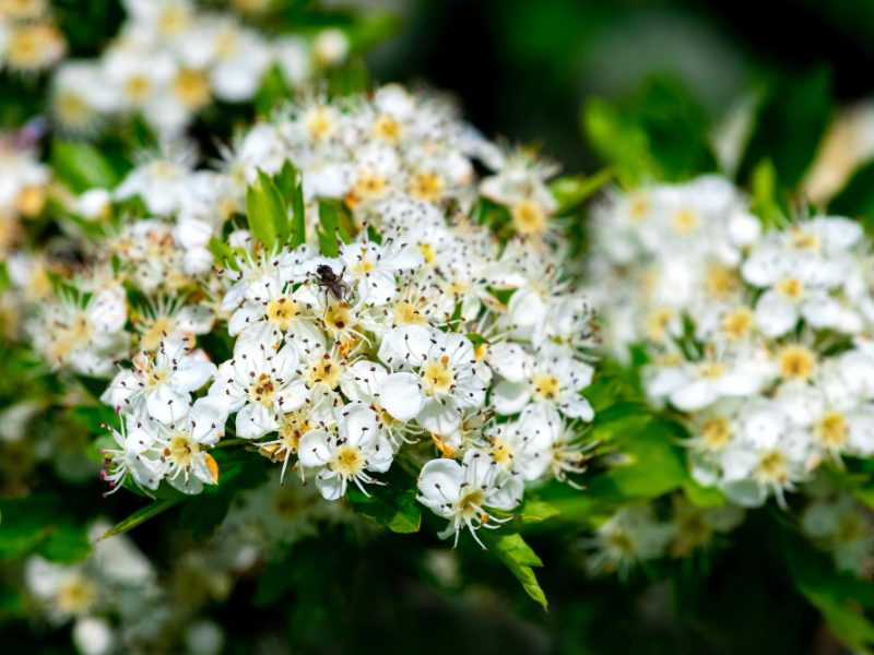 White Hawthorn Flowers Bushes Close Up Hawthorn Blossoms Spring