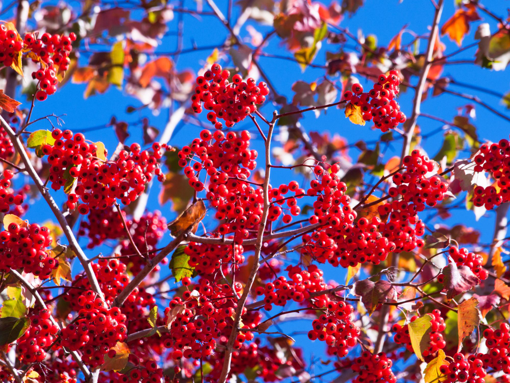 Washington Hawthorn With Red Berries Autumn
