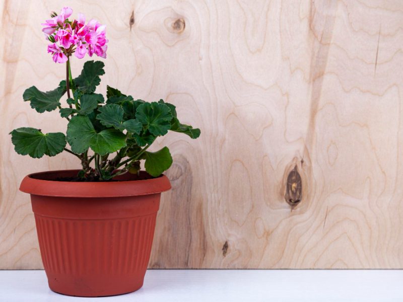 Indoor Flowers Wooden Background Beautiful Geraniums Pots