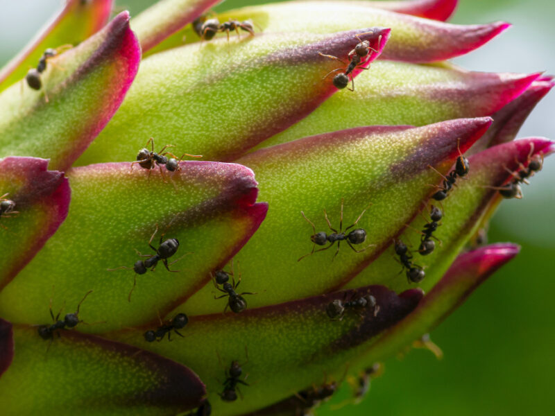 young-pitaya-black-ants-pitaya-is-fruit-several-different-cactus-species-i
