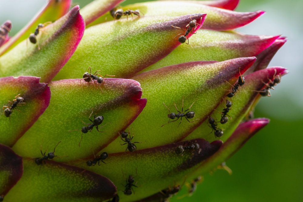 young-pitaya-black-ants-pitaya-is-fruit-several-different-cactus-species-i