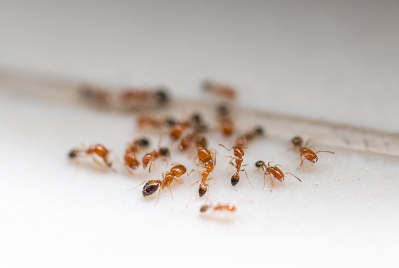 ants-floor-close-up