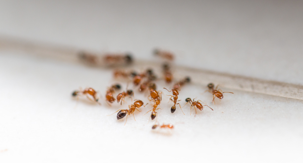 Ants Floor Close Up