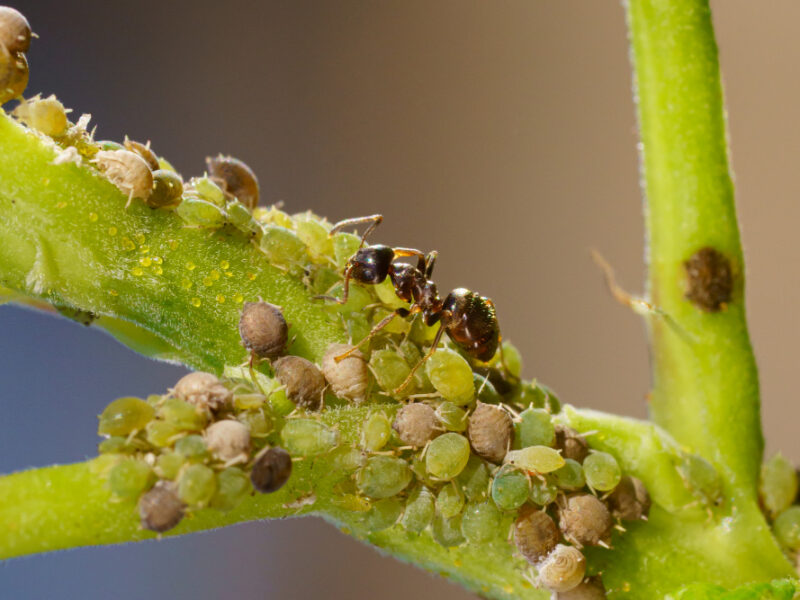 Colony Aphids Ants Garden Plants (1)