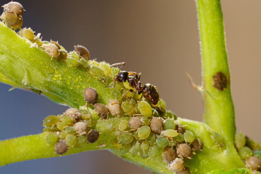 Colony Aphids Ants Garden Plants (1)