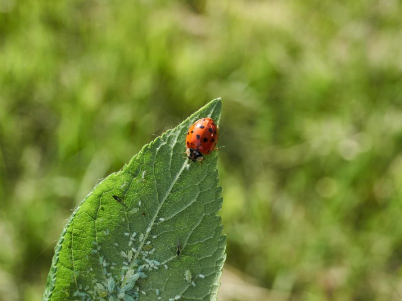 Ladybug Lat Coccinellidae Destroys Aphids Leaves Saves Plants From Death (1)