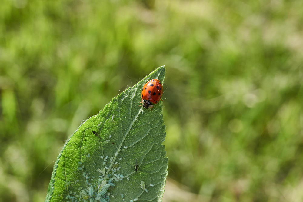 Ladybug Lat Coccinellidae Destroys Aphids Leaves Saves Plants From Death (1)