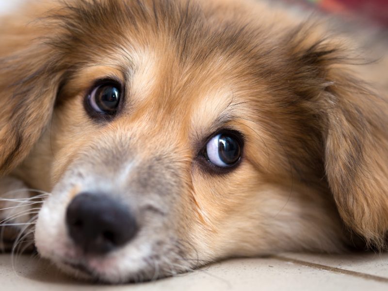 Little Cute Corgi Fluffy Puppy Close Up Portrait