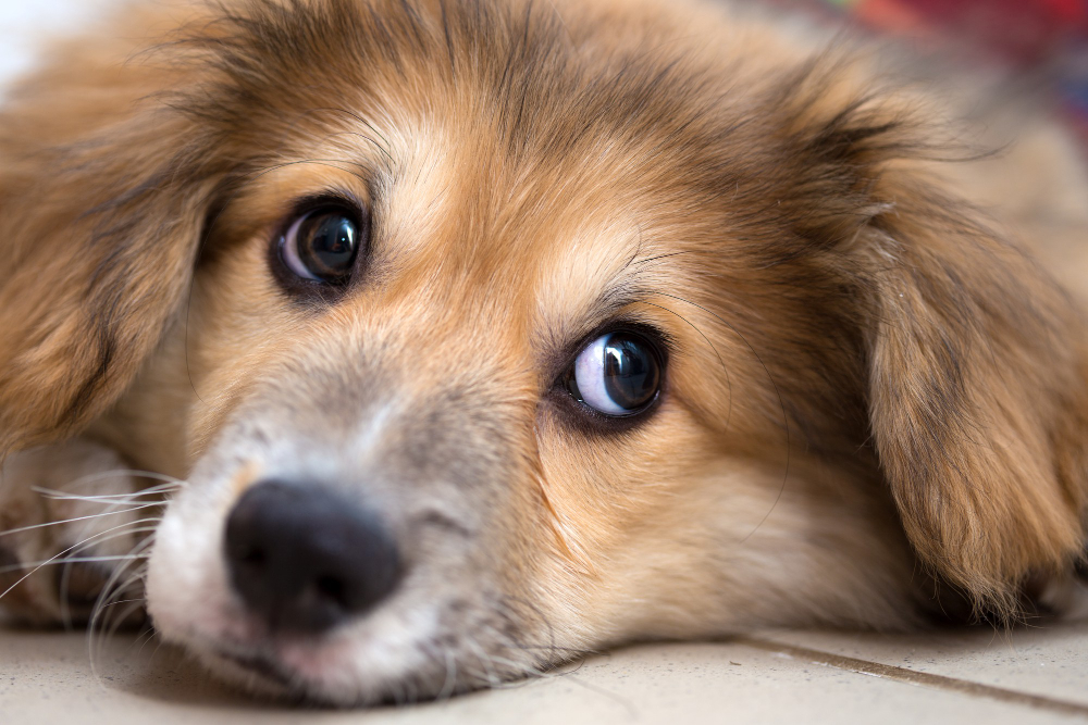 Little Cute Corgi Fluffy Puppy Close Up Portrait
