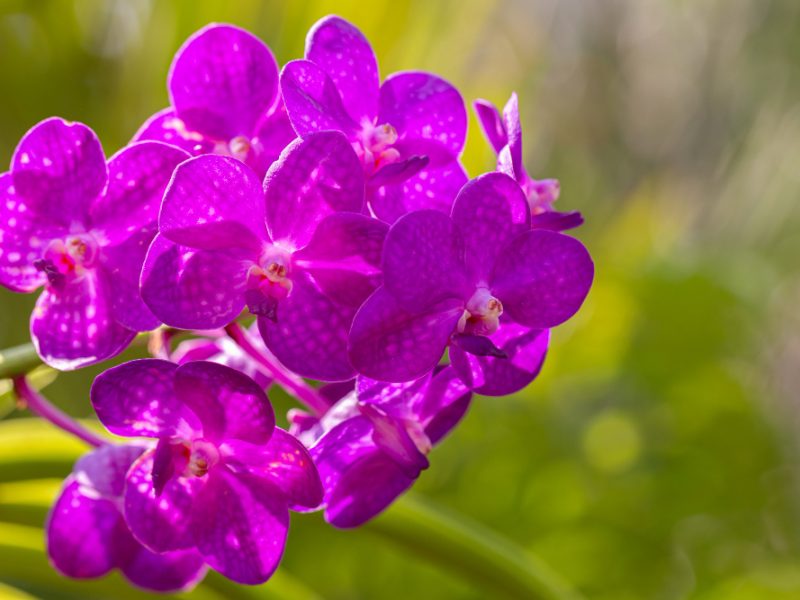 Orchid Flower Orchid Garden Winter Spring Day Beauty Agriculture Design Vanda Orchidaceae