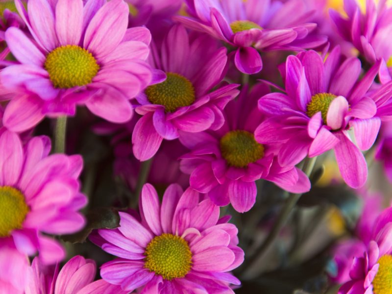 Purple Flowers Chrysanthemum Close Up