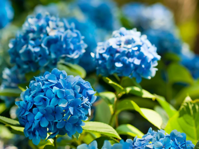 Many Blue Hydrangea Flowers Growing Garden Floral Background