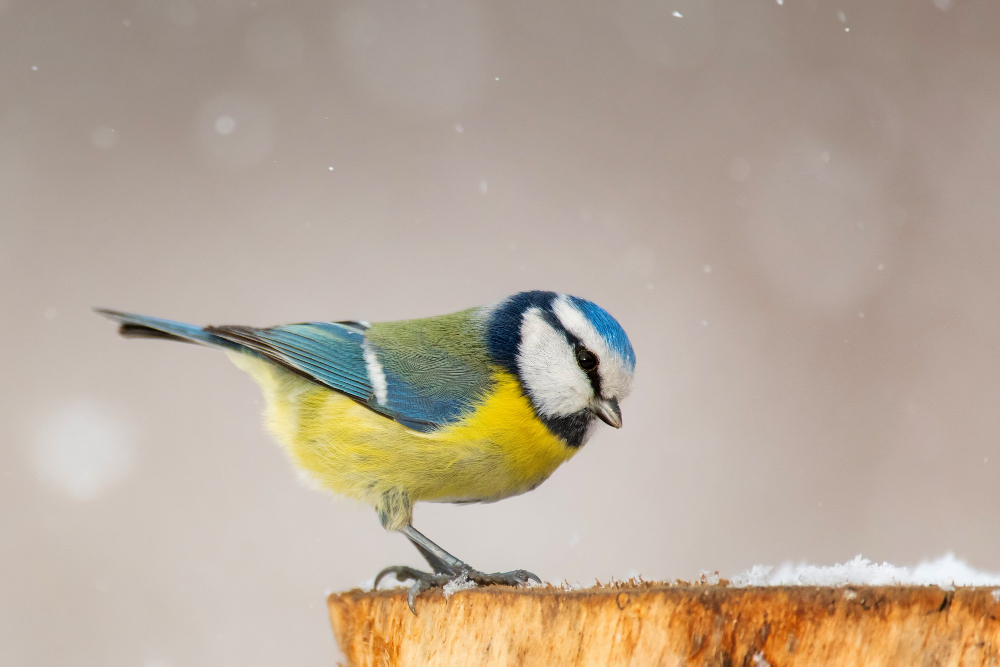 blue-tit-cyanistes-caeruleus-sitting-winter-feeder
