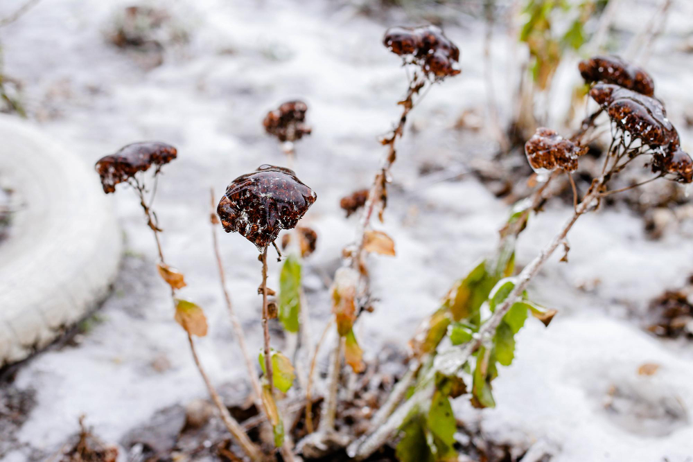 Flowers Covered With Ice Freezing Outside
