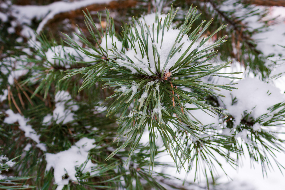 Spruce Branch Snow Winter Forest