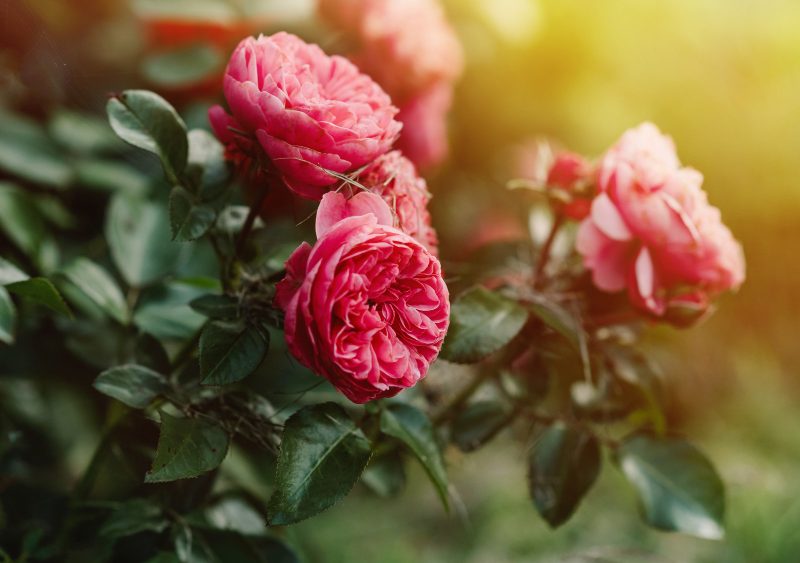 Moody Bush Pink Rose Garden Floral Background Selective Focus S