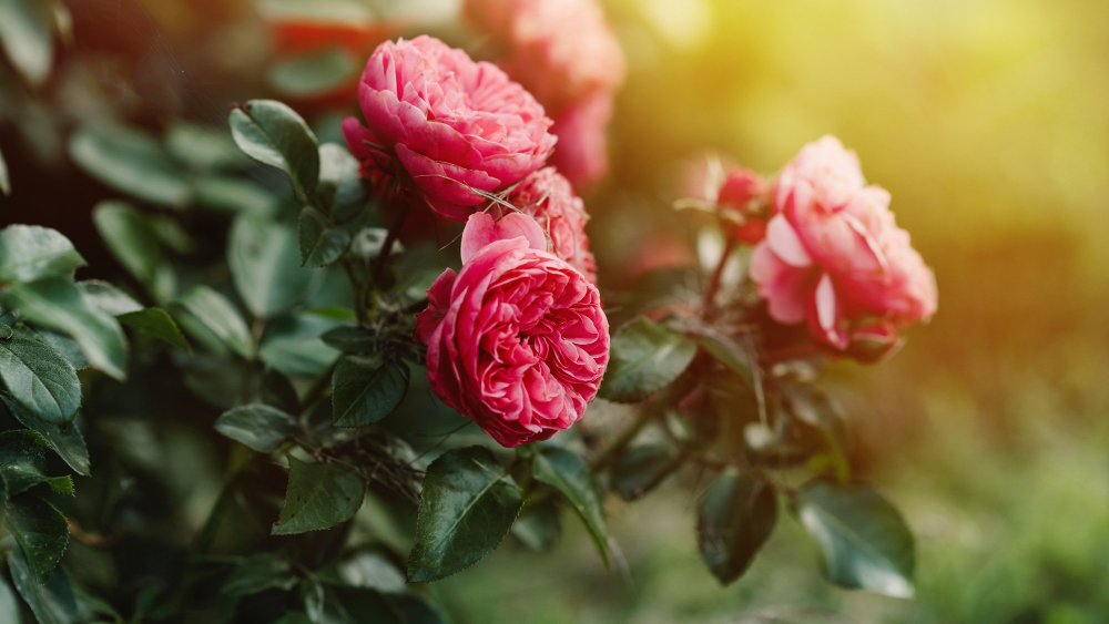 Moody Bush Pink Rose Garden Floral Background Selective Focus S