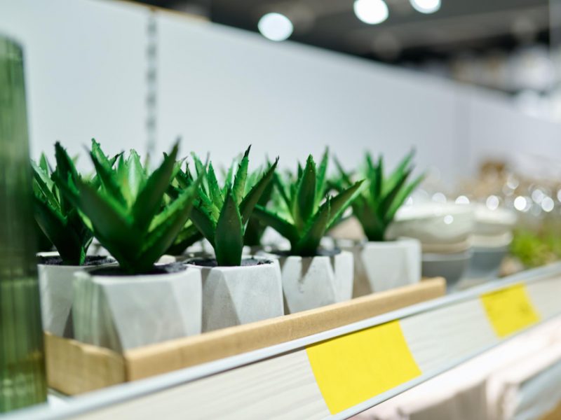 Potted Succulent Store Shelves Selective Focus