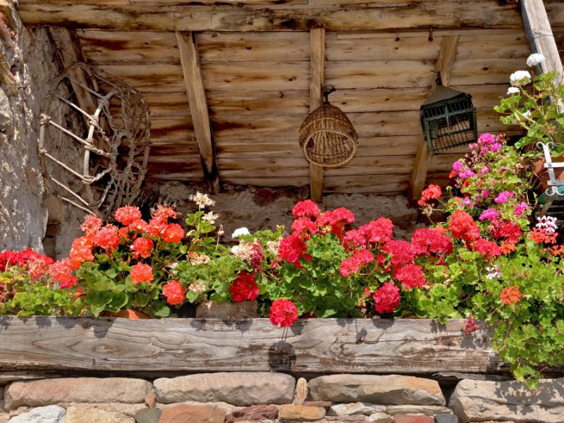 Geranium Flowers Planter Patio Old House With Rustic Decor