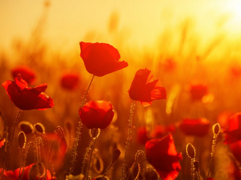 Bright Red Poppies Field Sunset