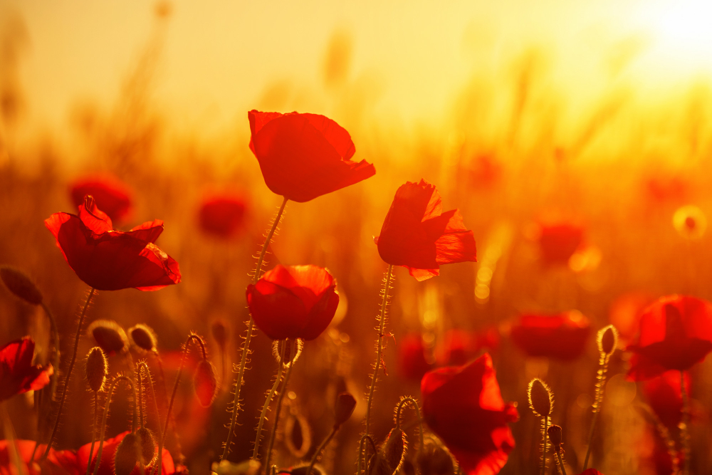 Bright Red Poppies Field Sunset
