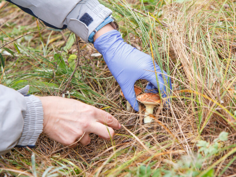 Search Mushrooms Woods Mushroom Picker Woman Is Cutting Mushroom With Knife