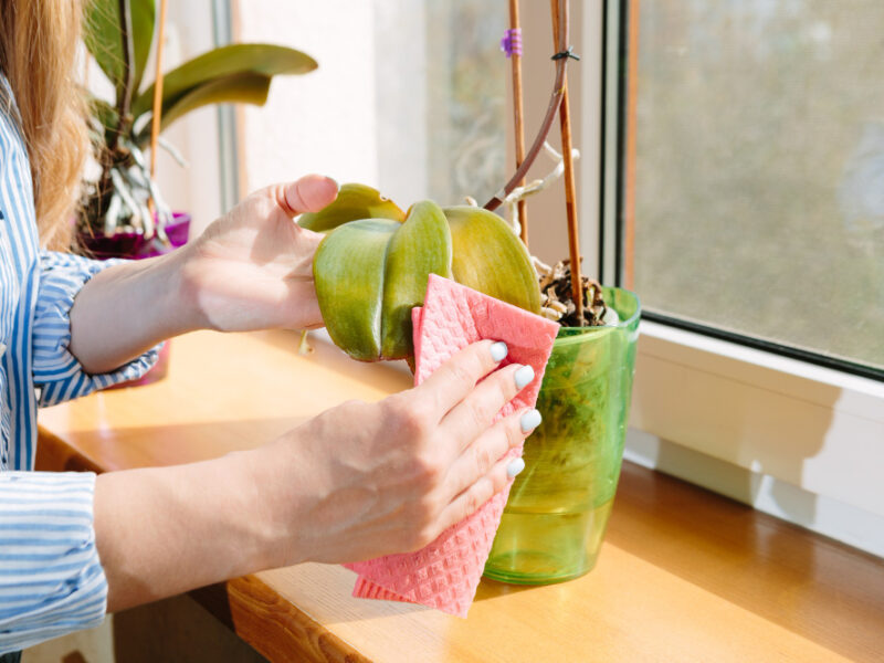 Young Woman Wipes Dust From Green Leaves Care Indoor Plants