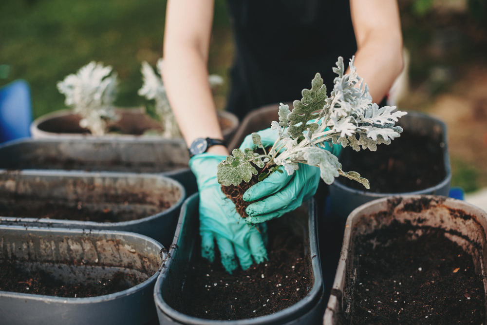 Closeup Portrait Hands Gardener With Seedling Peat Pot Hands Gloves Puts Plant