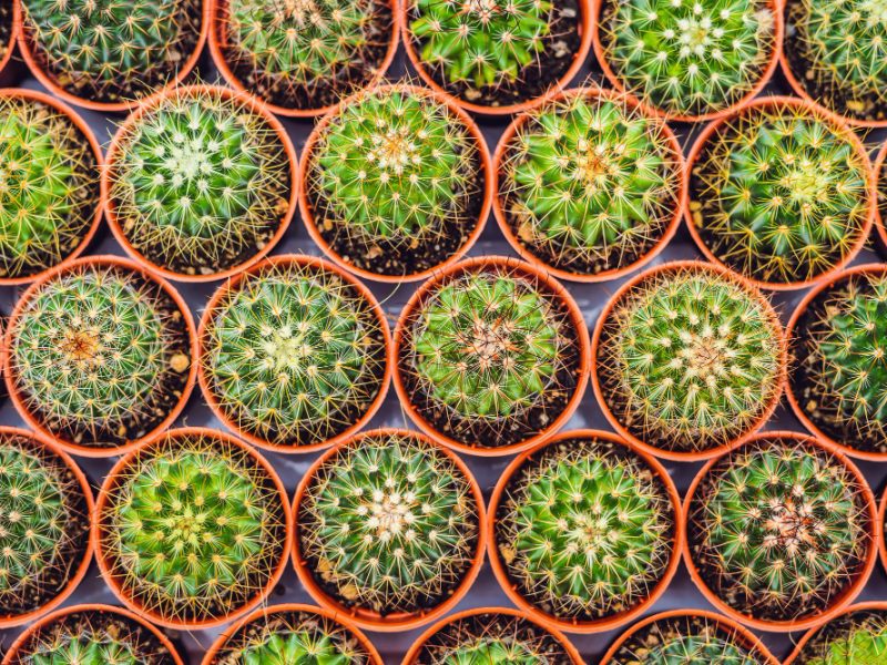 Cactus Background Pattern Small Cacti Pots