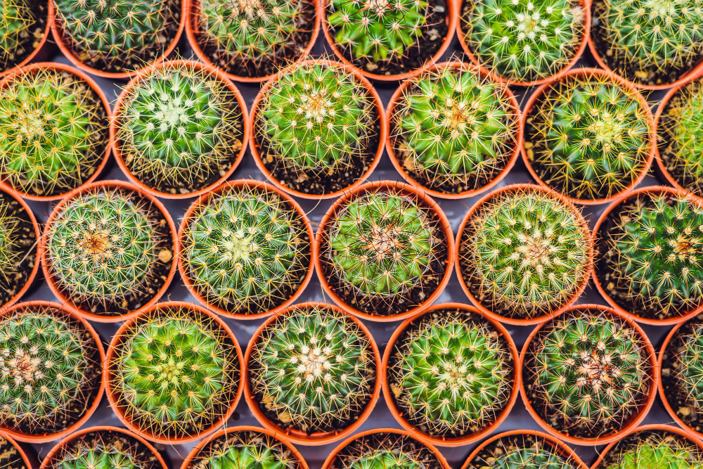 Cactus Background Pattern Small Cacti Pots