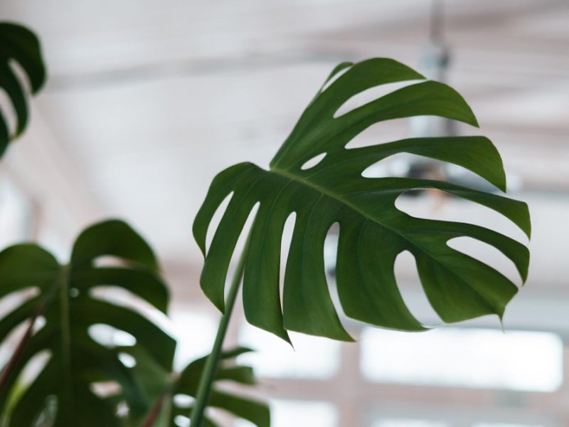 Beautiful Unusual Monstera Leaves Against Background Other Green Plants Branches Mons