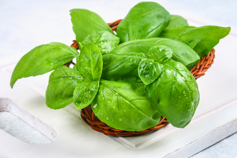 Green Home Basil Spicy Herb Basket