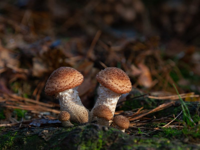 Selective Focus Shot Small Mushroom Growing Forest