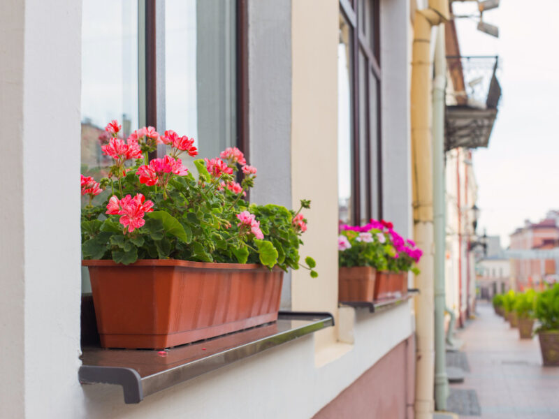 balcony-flowers-blossom-pink-geranium-town