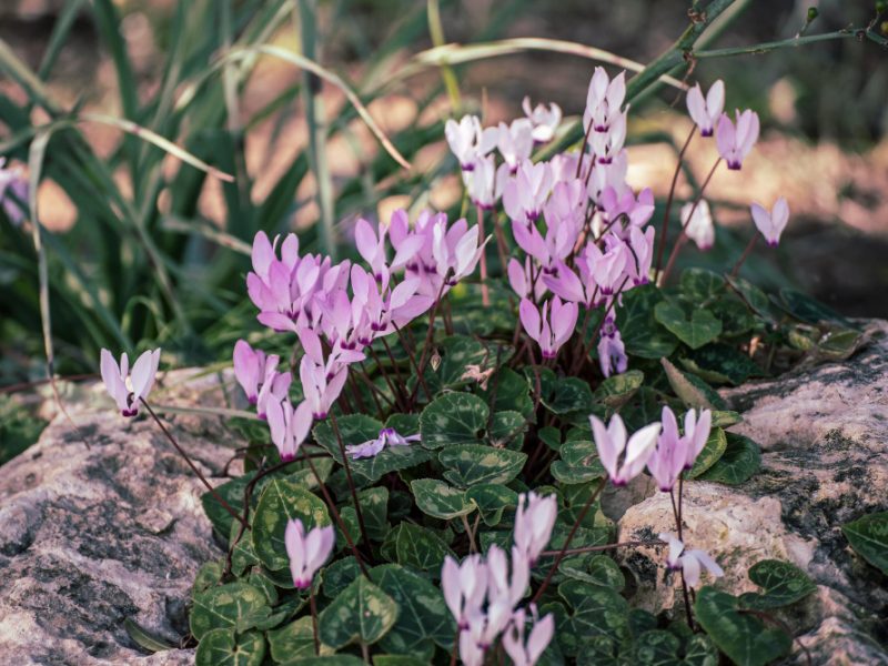 cyprus-pink-cyclamens-flowers-growing-wild-spring-time