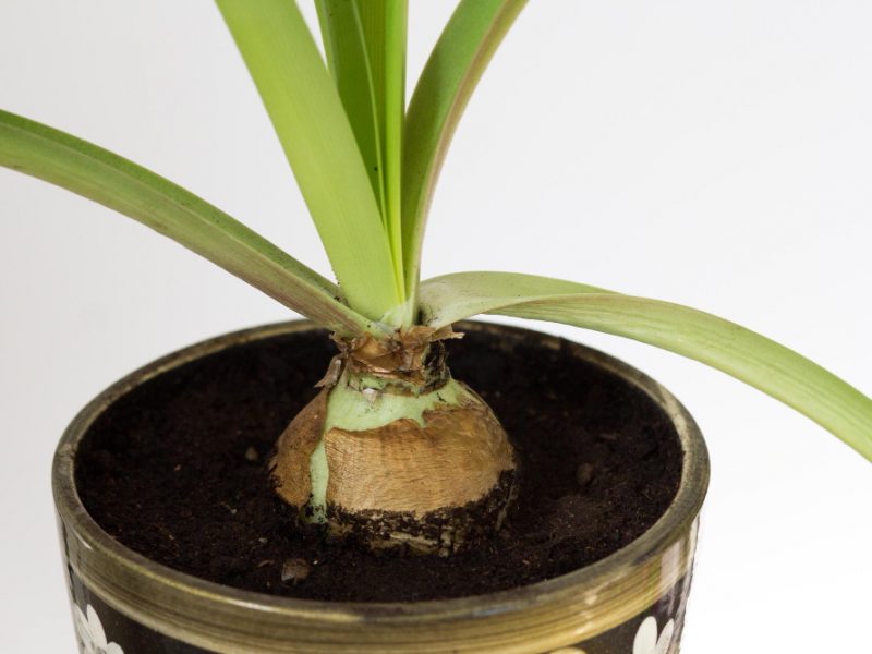 Amaryllis Bulb Pot With Soil White Background