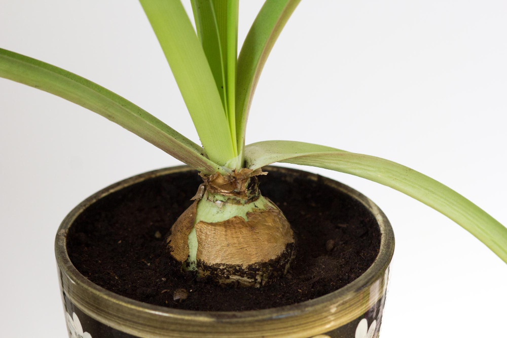 Amaryllis Bulb Pot With Soil White Background