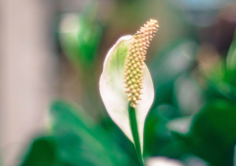 Close Up White Peace Lily Species Spathiphyllum Cochlearispathum