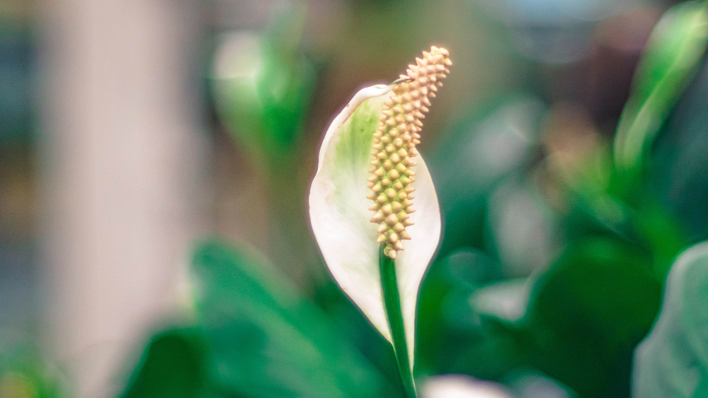 Close Up White Peace Lily Species Spathiphyllum Cochlearispathum