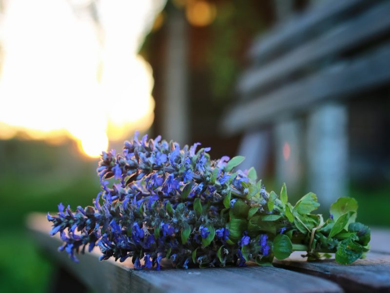 bunch-lavender-flowers-summer-evening-sunset