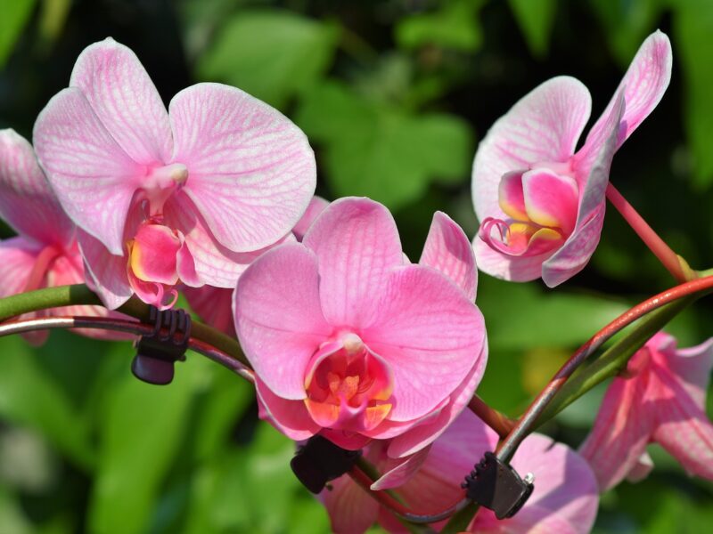 Orchids 3392819 1280