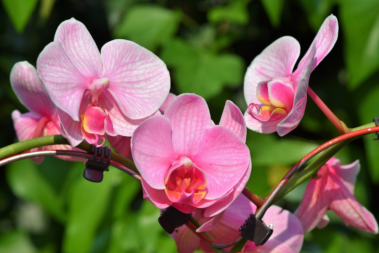 orchids-3392819_1280