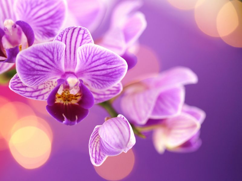 Orchid Flower Purple Orchid Macro Purple Background
