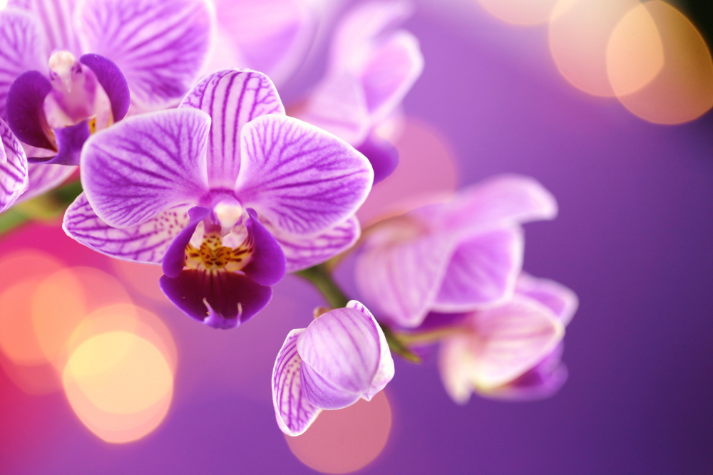 Orchid Flower Purple Orchid Macro Purple Background